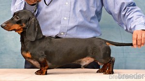 東京都のミニチュアダックスフンド(スムースヘアード)｜男の子・2021年07月23日生まれ・ブラックタン(親犬ID：15942)