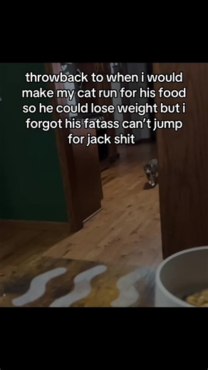 Make Your Cat Run for Food: Funny Throwback Cat Workout