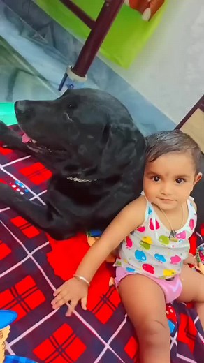 34K views · 3K reactions | ❣️❣️ #jerry sona meye ❤️ | Jerry The Labrador | Facebook