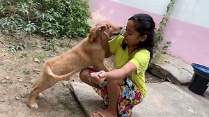 old panda is back #withpandey #vlog #doglover | With pandey
