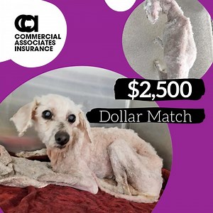 13 reactions · 13 shares | SAVING BRITNEY This sweet soul is...