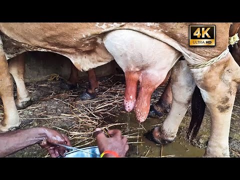 Cow Milking By Hand Full-Length Video | Big Teats | How To Milk A Cow in Dairy Farm | Gir Cow [4K] 🐮