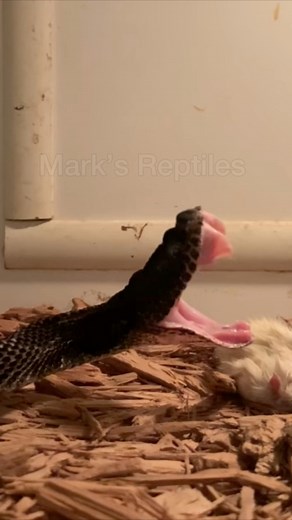 10K views · 71 reactions | Black phase Timber Rattlesnake FANGS! #fang #timberrattlesnake #rattlesnake #crotalus #venomous | Mark’s Reptiles | Facebook