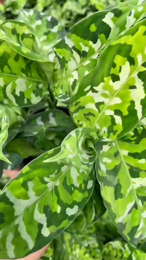 Aglaonema Tricolor Pictum #aglonema #plants #tricolor #indoorplants #indoor #houseplants #garden #reelsfb #reelsinstagram #reelsviral #Excellent #colorful | Decor & Beauty