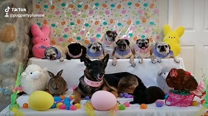 Happy Easter the 2019 video! #Easter #HappyEaster #Easter2019 #EasterSunday #pug #pugs #pugpartyplusone #gsd #germanshepherd | Pug Party Plus One