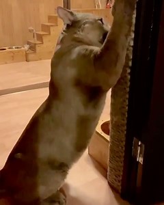 Meet Messi, a Gentle Rescued Puma Who Acts Like a Cross Between a Cat and Dog