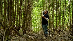 This mangrove reforestation project shows how technology can scale nature-based solutions