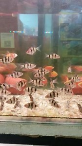 No Fin nipping from these Barbs @ Fishy Bizniz Farm. 7558688/7621223 | FISHY Bizniz FARM