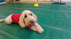 2.9K views · 36 reactions | Clever boy Beans showing off his cross paws  . . @beansthecockapoo #cockapoo #dogtraining #tricktraining #crosspaws #eastsussex | Fun Trick Dog Training | Facebook