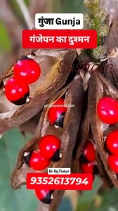 abrus precatorius and trichosanthes cucumerina hair regrowth treatment | Dr. Raj Thakur