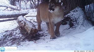 1.4K views · 37 reactions | A mountain lion and mink frequent the...