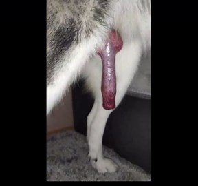 My dog has a huge long cock and big knot
