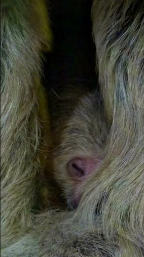 How Is This Sleeping Sloth So Cute? #slothlife #cuteanimals #wildlifemoments