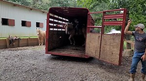 A Step Above Stables on Reels