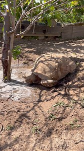 Coating their shells with mud to keep cool on hot summer days. 70 degrees here on California coast isn’t quite the African Sahara #spoiledsulcatas | Sulcata Tortoise