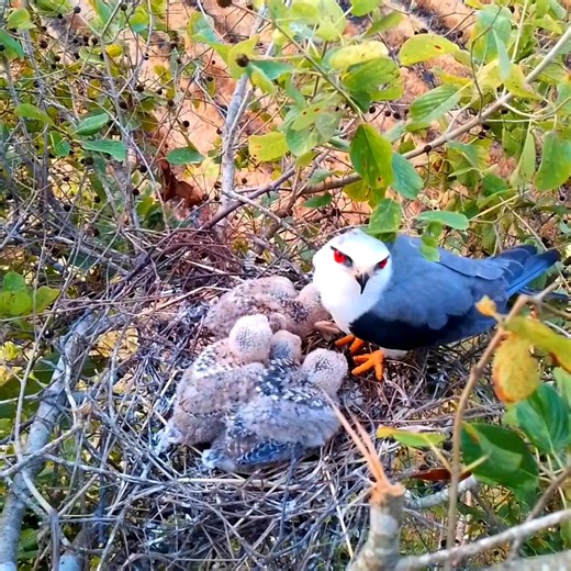 1.6K views · 24 reactions | Black winged kite Birds all cry for their mother to find food | Review Bird All | Facebook