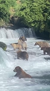 425K views · 5.7K reactions | Fat Bear Champion 747 also known as Bear Force One! #katmai #brooksfalls #alaska #kingsalmon #grizzly #brownbear #bear #salmon #facebook #instagood #adventure #family #travel #outdoors #trending #viral #reels #fatbear #contest #reels #video #entertainment #america | Nathan Wayne Williams | Facebook
