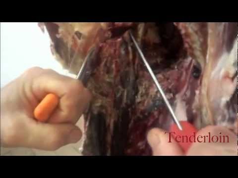 How to Bone Out a Deer-Step by Step