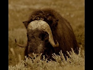 Muskox hunting Greenland → AMAZING hunting adventures with Major Hunting Greenland