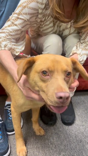 1.1K views · 20 reactions | Meet Goldie Hawn! Our Pet of the Week...