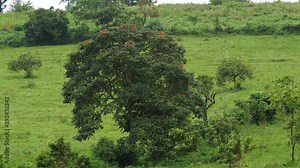 African tulip tree - Spathodea campanulata - Uganda