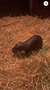 52K views · 1.3K reactions | A tiny endangered pygmy hippo calf has been born at Edinburgh Zoo  Haggis was born to parents Otto and Gloria and staff have said she is doing 'really well' so far 鍊 | The National Newspaper | Facebook