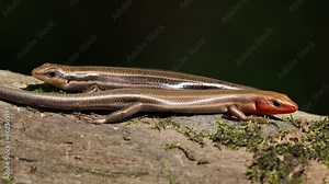 Close up of a pair of adult five-lined skinks (Plestiodon fasciatus) sunning and courting on a fallen log with a dark background