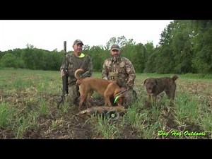 Coyote hunting Dog Hog Outdoors W/ decoy dogs