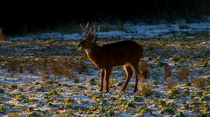 Planning your fall food plots this weekend? Here's why you should think about planting some Big-N-Beasty on your property. Lots of tonnage for the deer, very drought resistant, and the deer will eat the turnip leaves in early fall and then turn over to the bulbs after a hard frost! | Frigid Forage