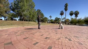 Duke is working hard in the park on his advance command of a distance down. He is doing a great job and we can’t wait to see how much better he will get with it before he goes home. | Off Leash K9 Training Phoenix | Facebook