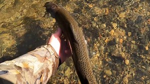 Hiked a couple miles for this slice of soul food today. Two tugged, one stayed on. #goodday #steelhead #steelheadfishing #fishing #riverfishing #vancouverisland #fish #realworld | Proguide66, Steve Isdahl