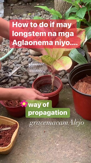 Propagation of Aglaonema Plant. Need a disposable mineral water, cut it into the length of the stem of your aglao then pour soil with coconut mixtures on it then tie it to be firm. wait for 30 days the roots will shoot. that s it! #propagation #plant -#aglaonema #adsonreelsmonetization #@followers #@highlighteveryone | Mary Grace Macam Alejo
