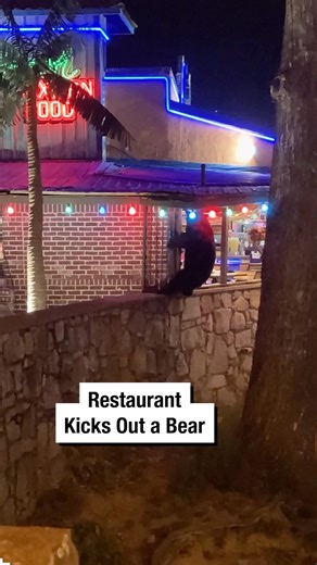 234K views · 1.6K reactions | Restaurant Kicks Out a Bear! | Wrestling News | Facebook