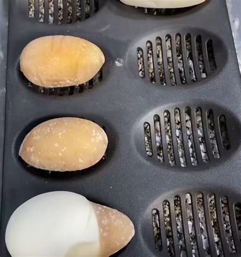 Only One Viable Egg? Ball Python Clutch Update