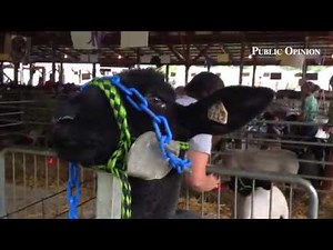 A lamb sounds off today at the Shippensburg Community Fair. #ponews #shipfair