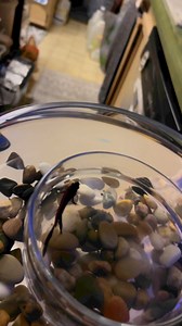 Don’t feed neighbors fish. #fish | NEVER NEVER Do This