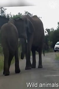 3K views · 135 reactions | Wild Animal Fights Compilation | BCS - Wild nature | Facebook