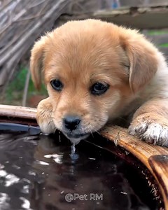 109K views · 1.5K reactions | Puppy drink water | Mary Bela | Facebook