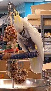 Staying put and being good, fixing that crest. | Iago the Swinging Cockatoo