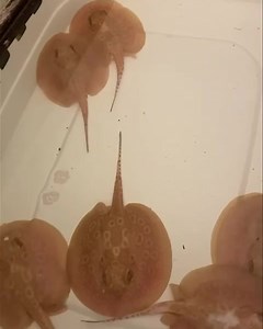 New batch of albino pearl #stingray #pups growing up nicely 🥰. If you are wanting males, females or pairs hit us up, these lil cuties will be ready for their new homes in the coming weeks. For the best prices, best quality, best service and best experience in the field you know where to go 😎. Year 20 and we are only getting started 🔥🔥🔥. | The Great Amazon