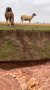 78K views · 317 reactions | A heartwarming scene unfolds as a massive male lion fearlessly navigates a treacherous riverbank to rescue a tiny, trembling lamb from raging floodwaters. With gentle precision, the king of the jungle returns the lamb to its anxious mother sheep, showcasing an unexpected act of compassion in the wild. | The Vu Team | Facebook