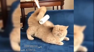 21K views · 143 reactions | Compilation De Chatons Et Chats Drôles Et Mignons.❤❤ | Chien et Chat Lovers | Facebook