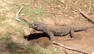 Jezivo: Ogromni komodski zmaj ščepao je zeca iz rupe i smazao ga