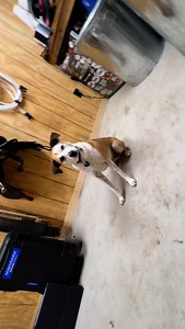 Dobby is here to show some of his favorite MagnaWave machines! 🐶 😍 Ready to find the perfect machine for non-invasive wellness? Take our machine match quiz! Link in bio. #magnawavelove #pemftherapy #dogwellness #animalwellness #magnawave | MagnaWave Corporate - Wellness and Pain Relief