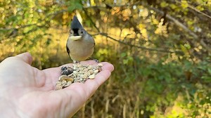 Tufted Titmice, White-breasted Nuthatches, and a Black-capped Chickadee visit the Hand of Snacks. Also a family of Sandhill Cranes comes strolling down the nature path. The young cranes have the paler red crown. | Jocelyn Anderson Photography