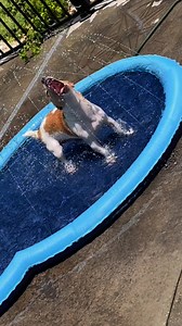 🥵 Hot Dog? Cool Solution! 💦 🐾 Refreshing Dog Sprinkler Pad and Cooling Mat 🐾 Non-Stop Splashing 🐾 Outdoor Water Play Save with the current discount and turn every summer day into a splash party your pup will never forget! | Happy-Poppy