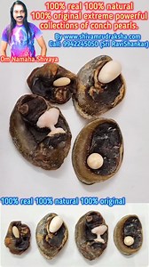 100% real 100% natural 100% original extreme powerful collections of conch pearls. | shivamrudraksha.com | Facebook