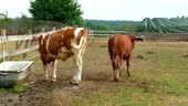 Animals on a large cattle ranch