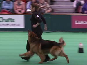 Un Berger Allemand à Poil Long excelle lors d'un concours d'obéissance (vidéo)