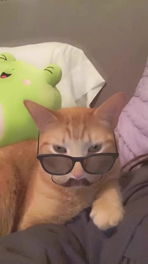 #catsoffacebook #secretagent | Emily Katherine